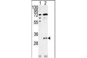 Western blot analysis of CTDSP1 (arrow) using CTDSP1- Antibody (C-term) (ABIN392888 and ABIN2842289).