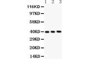Anti- Fetuin A antibody, Western blotting All lanes: Anti FetuinA  at 0. (Fetuin A Antikörper  (AA 19-345))