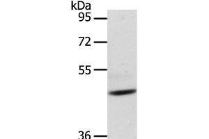 Western Blot analysis of Mouse heart tissue using ADIPOR1 Polyclonal Antibody at dilution of 1:200 (Adiponectin Receptor 1 Antikörper)