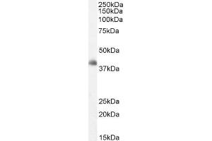 ABIN184709 staining (2µg/ml) of Human Cerebellum lysate (RIPA buffer, 35µg total protein per lane). (DKK3 Antikörper  (C-Term))