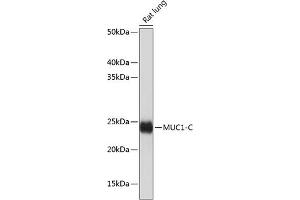 Western blot analysis of extracts of Rat lung, using MUC1 antibody (ABIN7268687) at 1:1000 dilution. (MUC1 Antikörper)