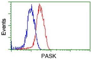 Image no. 8 for anti-PAS Domain Containing Serine/threonine Kinase (PASK) antibody (ABIN1500032) (PASK Antikörper)