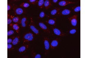 IF analysis of NLRX1 using anti-NLRX1 antibody (ABIN7602716). (NLRX1 Antikörper  (AA 98-874))