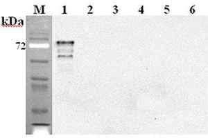 Western blot analysis using anti-DLL1 (mouse), mAb (D1L357-1-4)  at 1:2'000 dilution. (DLL1 Antikörper)