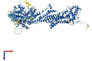 CYFIP2 Protein (AA 1-1278) (His tag)
