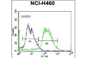 PCDHAC2 Antibody (Center)  flow cytometric analysis of NCI- cells (right histogram) compared to a negative control cell (left histogram).
