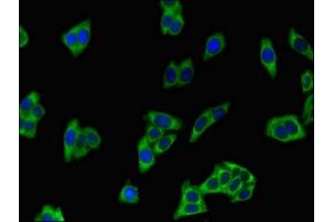 Immunofluorescence (IF) image for anti-ATPase, Class I, Type 8A, Member 2 (ATP8A2) (AA 358-570) antibody (ABIN7163370)