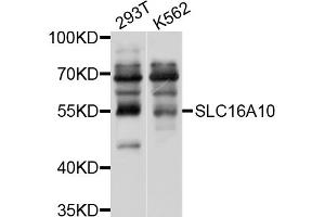 Western blot analysis of extracts of various cell lines, using SLC16A10 antibody (ABIN4905176) at 1:1000 dilution. (SLC16A10 Antikörper)