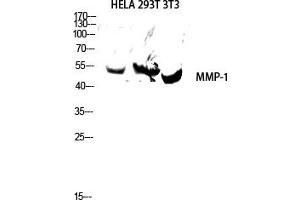 Western blot analysis of hela, 293T, 3T3 lysates using MMP-1 antibody.