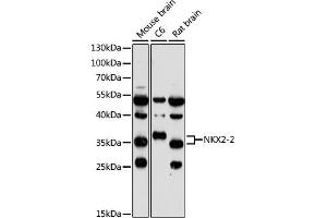 Western blot analysis of extracts of various cell lines, using NKX2-2 antibody (ABIN7268926) at 1:1000 dilution. (Nkx2-2 Antikörper  (AA 1-130))