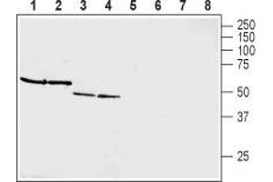 Western blot analysis of rat brain membranes (lanes 1 and 5), mouse brain membranes (lanes 2 and 6), rat pancreas membranes (lanes 3 and 7) and mouse heart membranes (lanes 4 and 8): - 1-4. (GIPR Antikörper  (Extracellular, N-Term))