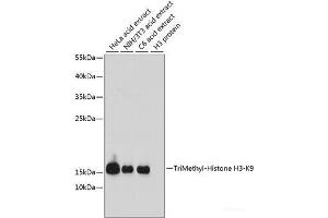 Western blot analysis of extracts of various cell lines using TriMethyl-Histone H3-K9 Polyclonal Antibody at dilution of 1:1000. (Histone 3 Antikörper  (3meLys9))