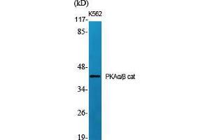 Western Blot (WB) analysis of specific cells using PKAalpha/beta cat Polyclonal Antibody. (PKA alpha/beta Cat (N-Term) Antikörper)
