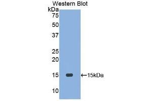 Western Blotting (WB) image for anti-Motilin (MLN) (AA 25-112) antibody (ABIN1173231) (Motilin Antikörper  (AA 25-112))