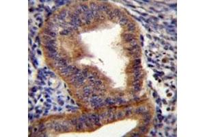 Cyclin B1 antibody immunohistochemistry analysis in formalin fixed and paraffin embedded human uterus tissue. (Cyclin B1 Antikörper  (AA 241-268))