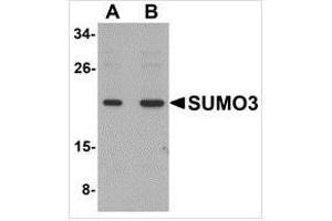 Western blot analysis of SUMO3 in mouse liver tissue lysate with SUMO3 antibody at (A) and (B) 2 μg/ml. (SUMO3 Antikörper  (C-Term))