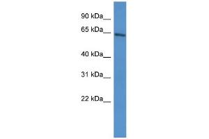WB Suggested Anti-Arntl2 Antibody Titration:  0. (ARNTL2 Antikörper  (C-Term))