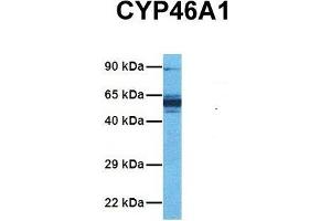 Host:  Rabbit  Target Name:  CYP46A1  Sample Tissue:  Human PANC1  Antibody Dilution:  1. (CYP46A1 Antikörper  (C-Term))