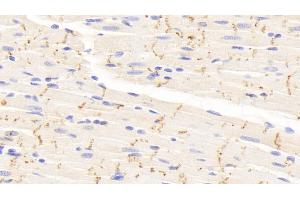 Detection of CX43 in Rat Cardiac Muscle Tissue using Polyclonal Antibody to Connexin 43 (CX43) (Connexin 43/GJA1 Antikörper  (AA 180-382))