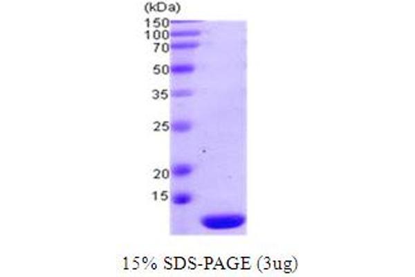 TXN2 Protein (AA 60-166)