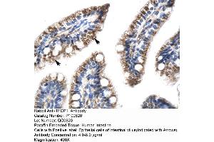 Human Intestine (DP1 Antikörper  (N-Term))