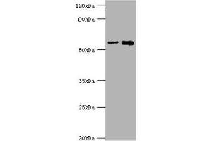 Western Blotting (WB) image for anti-Interleukin 1 Receptor, Type I (IL1R1) (AA 18-320) antibody (ABIN7156743)