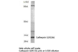Western blot analysis of Cathepsin G Antibody in extracts from Hela cells. (Cathepsin G Antikörper)