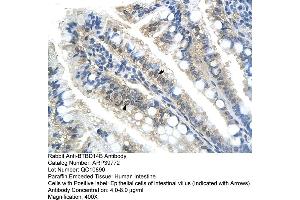 Human Intestine (NAC1 Antikörper  (C-Term))