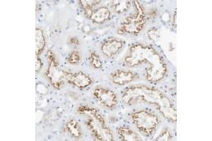 Immunohistochemical staining of human kidney with SPOCD1 polyclonal antibody  shows moderate luminal membrane positivity in cells of tubules at 1:50-1:200 dilution. (SPOCD1 Antikörper)