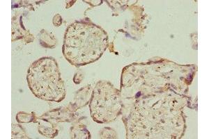 Immunohistochemistry of paraffin-embedded human placenta tissue using ABIN7167503 at dilution of 1:100