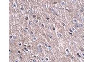 Immunohistochemistry of FNIP2 in mouse brain tissue with FNIP2 antibody at 2. (CDIP1 Antikörper  (Center))