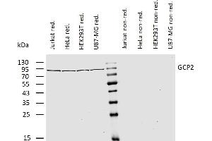 Western blotting analysis of human gamma-tubulin complex component 2 (GCP2) using mouse monoclonal antibody GCP2-01 on lysates of various cell lines under reducing and non-reducing conditions. (TUBGCP2 Antikörper  (AA 2-194))