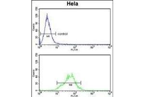 LDHA Antibody (Center) (ABIN653476 and ABIN2842897) flow cytometry analysis of Hela cells (bottom histogram) compared to a negative control cell (top histogram). (Lactate Dehydrogenase A Antikörper  (AA 154-182))