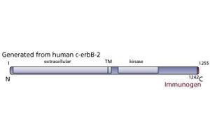 Image no. 1 for anti-Receptor tyrosine-protein kinase erbB-2 (ErbB2/Her2) (AA 1242-1255) antibody (ABIN967459) (ErbB2/Her2 Antikörper  (AA 1242-1255))