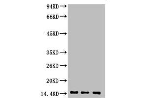 Western blot analysis of 1) Hela, 2) Rat Heart Tissue, 3) Raw264. (Di-Methyl-Histone H3(K9) (H3K9me2) Antikörper)