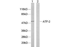 Western blot analysis of extracts from HeLa cells using ATF-2 (Ab-71or 53) antibody (E021031). (ATF2 Antikörper)