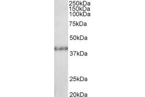 AP22371PU-N (1µg/ml) staining of Rat Kidney lysate (35µg protein in RIPA buffer). (SUV39H2 Antikörper  (C-Term))