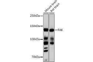 Western blot analysis of extracts of various cell lines, using FAK pAb (ABIN6131637, ABIN6135867, ABIN6135868 and ABIN7101374) at 1:1000 dilution. (FAK Antikörper)