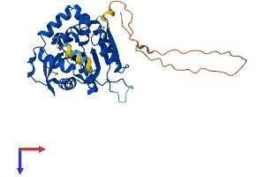 NDRG4 Protein (AA 1-352) (His tag)