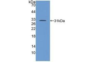 Western Blotting (WB) image for anti-Transforming Growth Factor, beta Receptor 1 (TGFBR1) (AA 162-403) antibody (ABIN7431737)