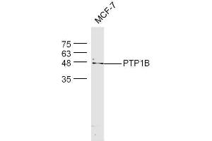 MCF-7 cell lysates probed with Rabbit Anti-PTP1B Polyclonal Antibody, Unconjugated  at 1:500 for 90 min at 37˚C (PTPN1 Antikörper  (AA 1-100))