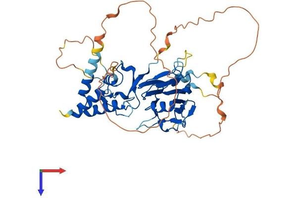 SMAD7 Protein (AA 1-426) (His tag)