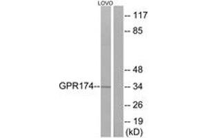 Western blot analysis of extracts from LOVO cells, using GPR174 Antibody. (GPR174 Antikörper  (AA 126-175))