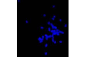 Immunofluorescence (IF) image for anti-Nestin (NES) antibody (ABIN2452056) (Nestin Antikörper)
