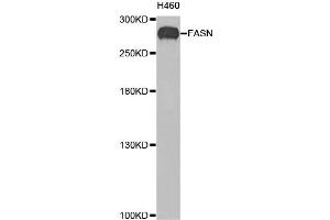 Western blot analysis of extracts of H460 cells, using FASN antibody. (Fatty Acid Synthase Antikörper)