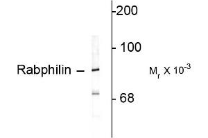 Western blots of rat cortex lysate showing specific immunolabeling of the ~82k rabphilin 3A. (RPH3A Antikörper  (C-Term))