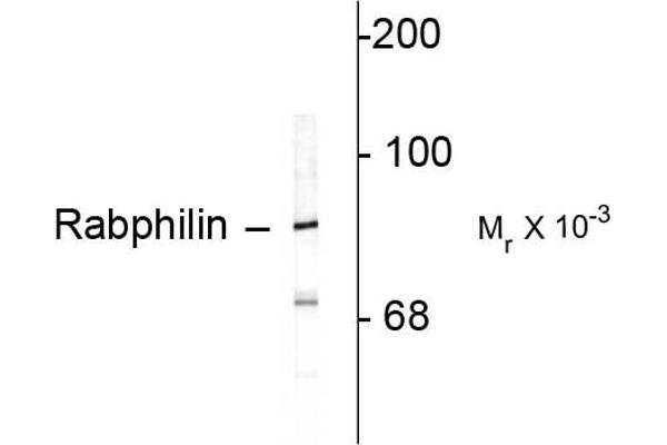 RPH3A Antikörper  (C-Term)