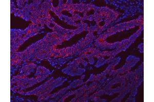 IF analysis of NLRX1 using anti-NLRX1 antibody (ABIN7602716). (NLRX1 Antikörper  (AA 98-874))