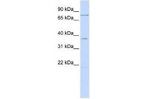 ZNF264 antibody used at 0. (ZNF264 Antikörper  (N-Term))
