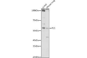Western blot analysis of extracts of various cell lines, using (ABIN6129576, ABIN6140673, ABIN6140674 and ABIN6221283) at 1:1000 dilution. (FLI1 Antikörper  (AA 1-100))